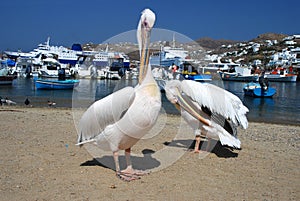 Pelican from Mykonos, Greece