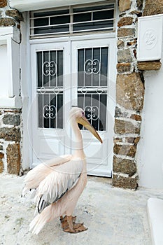 The Pelican of Mykonos island