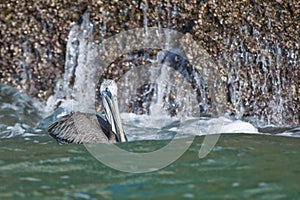 Pelican in ocean
