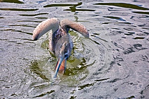 Pelican ocean elastic throat pouch fish