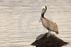 Pelican On Ocean Rock