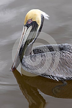 Pelican In Ocean Water In Florida