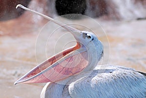 Pelican with the open beak