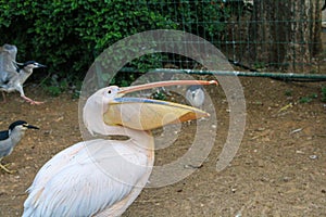 Pelican with open mouth