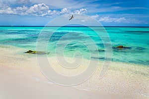 Pelican over Arashi secluded beach on Aruba island, Caribbean sea