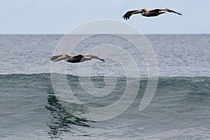 Pelican over ocean