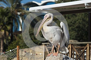A Pelican over a stone in a zoo