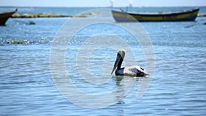 Pelican over water