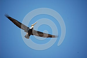 Pelican Over Wrightsville Beach