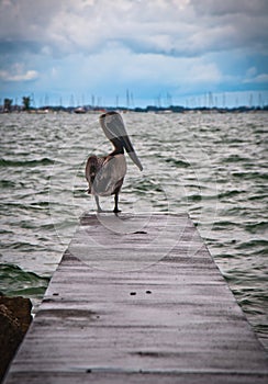 Pelican Overlooking Sarasota Beach Under Overpass photo