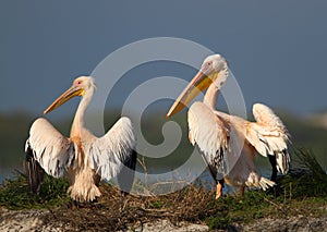 Pelican pair