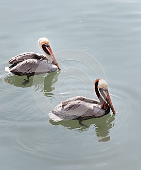 Pelican Pair