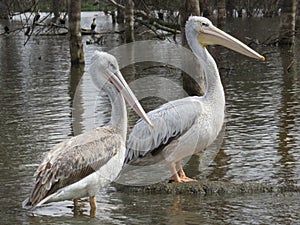 Pelican Pair