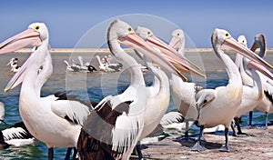 Pelican parade