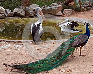 Pelican and Peacock in Adelaide Australia photo