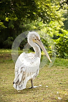 Pelican Pelecanus crispus