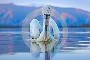 Pelican, Pelecanus crispus, landing in Lake Kerkini, Greece. Pelican with open wings. Wildlife scene from European nature. Bird