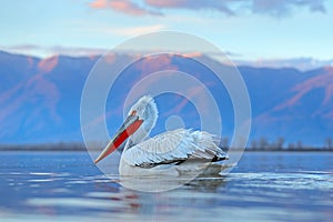 Pelican, Pelecanus crispus, landing in Lake Kerkini, Greece. Pelican with open wings. Wildlife scene from European nature. Bird