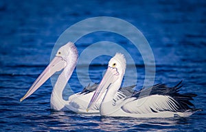 Pelican - Pelecanus - a large white bird with a large beak swims on the water. The pelican is reflected in the water