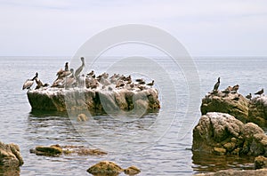 Pelican (Pelecanus onocrotalus) and marine birds