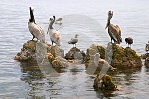 Pelican (Pelecanus onocrotalus) and marine birds