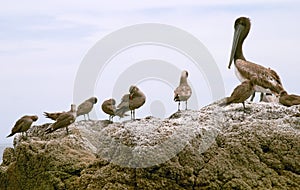 Pelican (Pelecanus onocrotalus) and marine birds