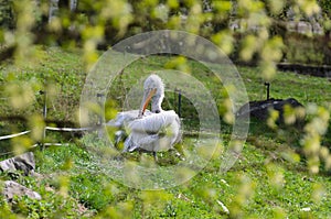 Pelican Pelecanus onocrotalus snatches feathers sitting in the grass.