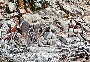 Pelicans in the Ballestas Islands photo
