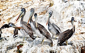 Pelicans in the Ballestas Islands photo
