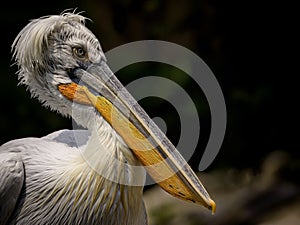 Pelican