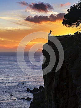 Pelican perched on a cliff edge, silhouetted against a vibrant sunset over the calm sea.
