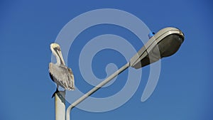 Pelican perched on a lamppost