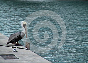 Pelican perched on ledge alongside fishing rod near ocean on Key West, Florida
