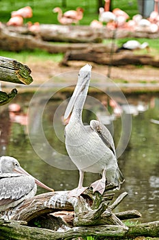 Pelican perched on the roots of a tree in front of a lake with some flamenPelican perched on the roots of a tree