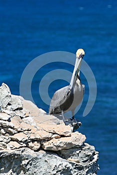 Pelican perching on cliff of Acantilado Amanecer (Ciff of the Dawn) at Punta Sur on Isla Mujeres island just off Cancun