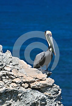 Pelican perching on cliff of Acantilado Amanecer (Ciff of the Dawn) at Punta Sur on Isla Mujeres island just off Cancun photo