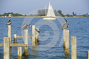 Pelican perching on dock, Tampa Bay, FL