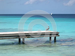 Pelican on pier