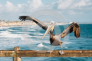 Pelican on the pier in Oceanside, San Diego County, California