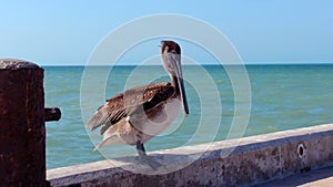 Pelican on the pier in Progreso, Mexico photo