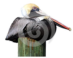 Pelican on piling photo