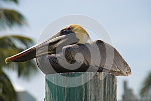 Pelican on a Piling