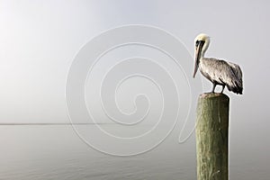 Pelican on piling photo