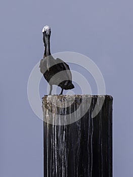 Pelican on a piling