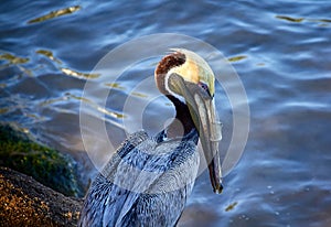 Pelican with plastic tube in its beak