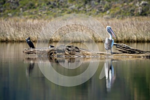 pelican pn a log on a lake in outback australia