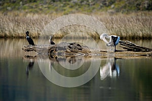 pelican pn a log on a lake in outback australia