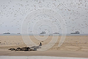 Pelican Point with seals and terns, Namibia.