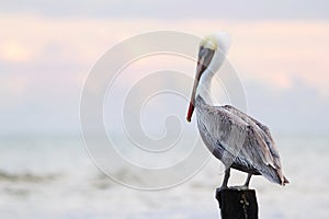 Pelican on the pole on the background of pink morning sky