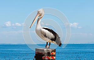 Pellicano sul palo da vicino 